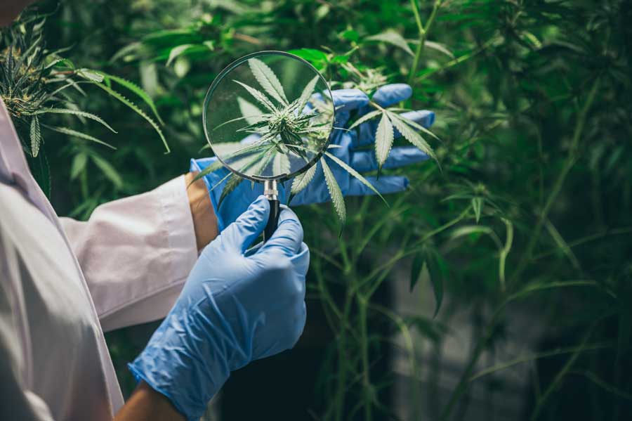 Colombia exporta Cannabis Medicinal principalmente a Estados Unidos y Reino Unido