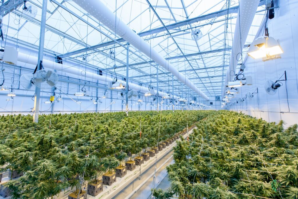 Decreto 613 de 2017 Cultivo Cannabis